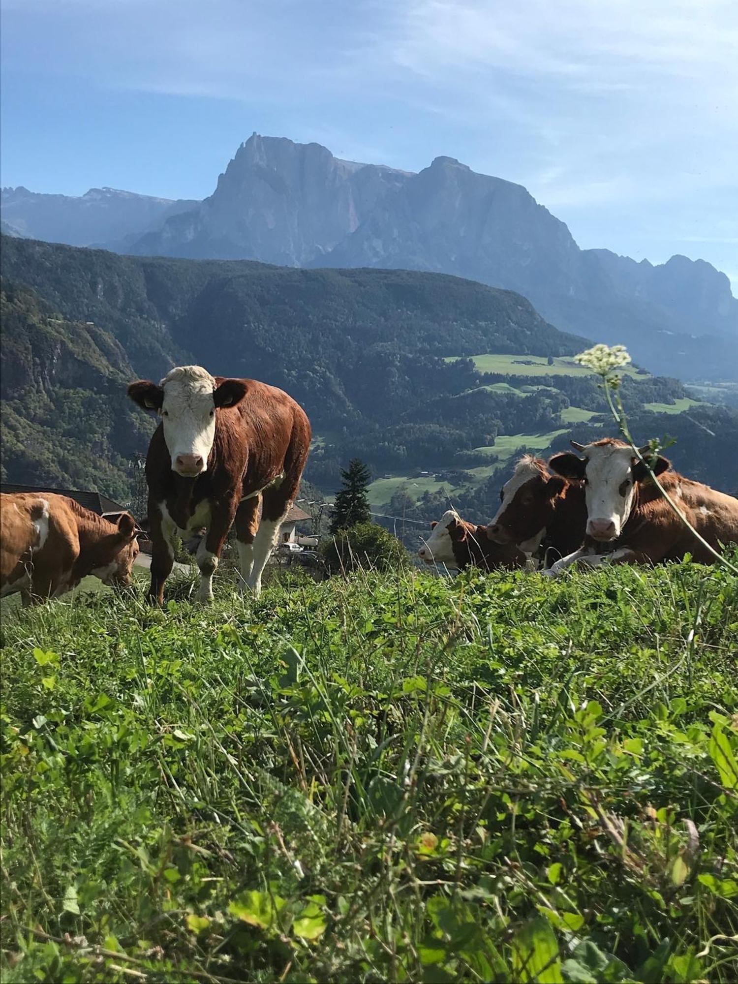 Gasserhof Barbiano  Kültér fotó